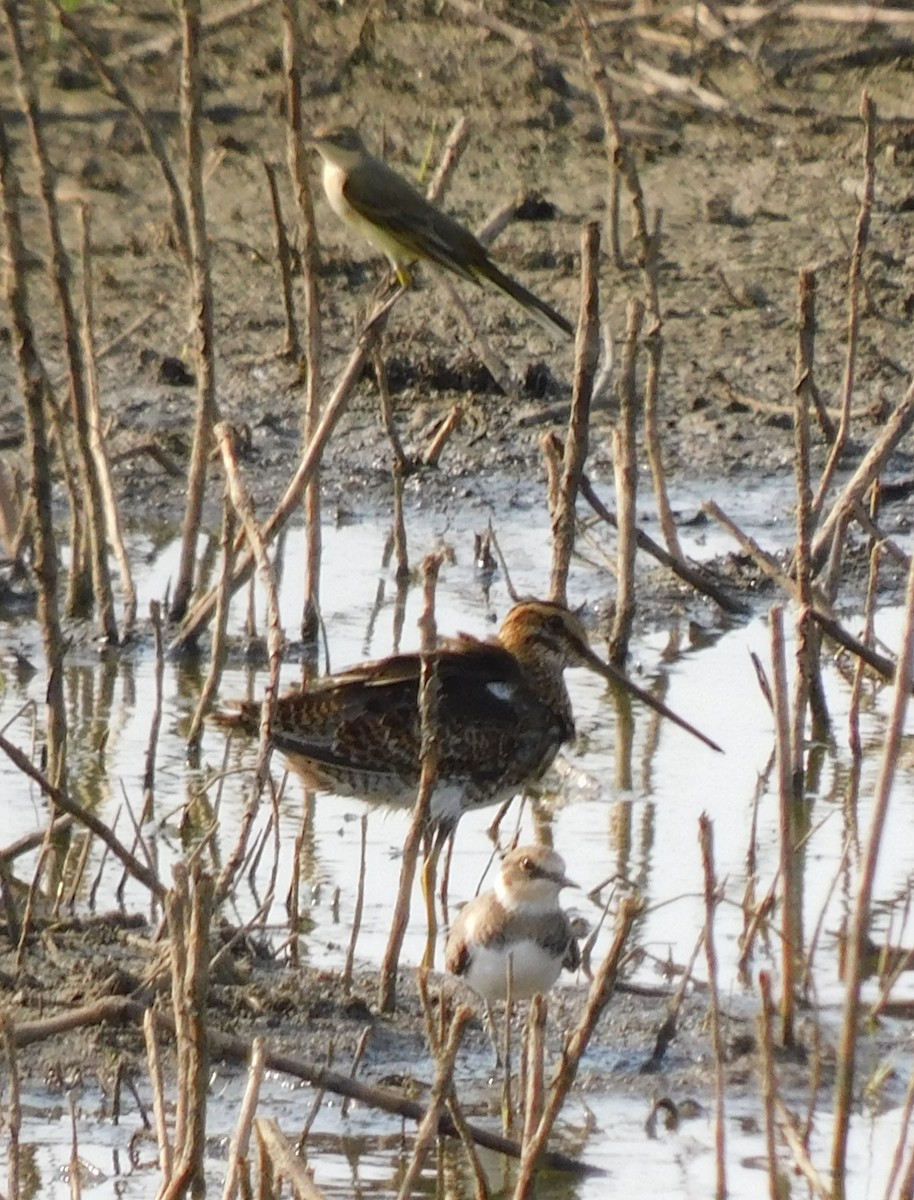 Little Ringed Plover - ML622690968