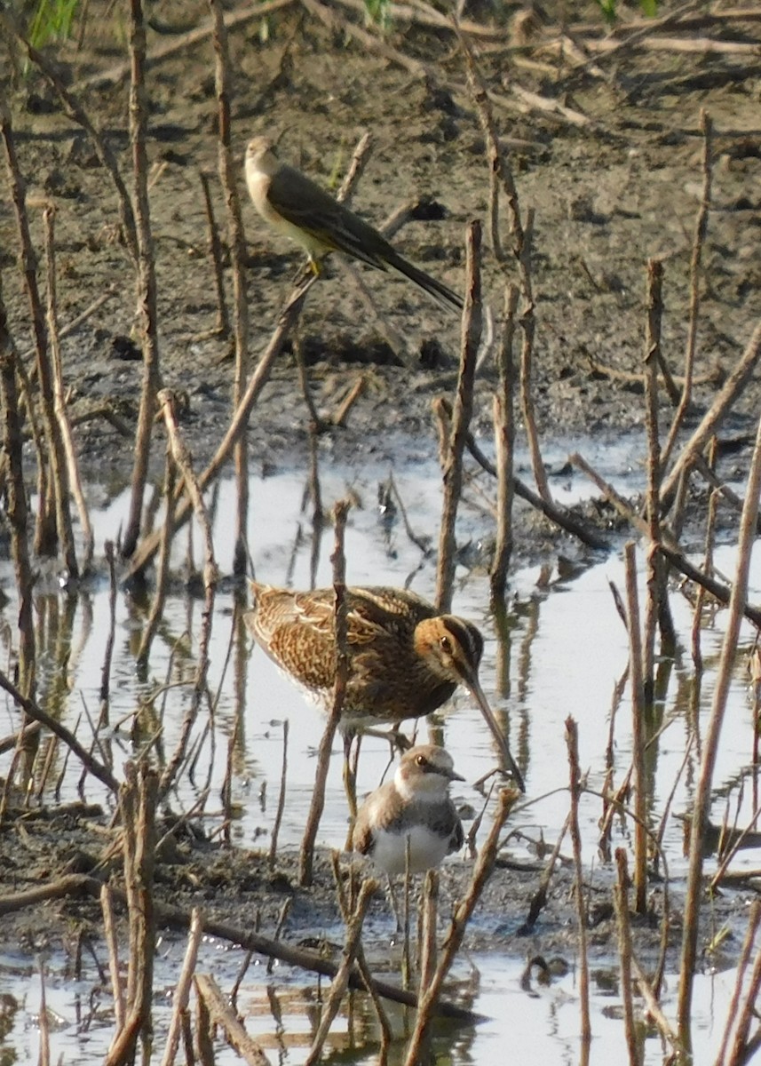 Little Ringed Plover - ML622690969