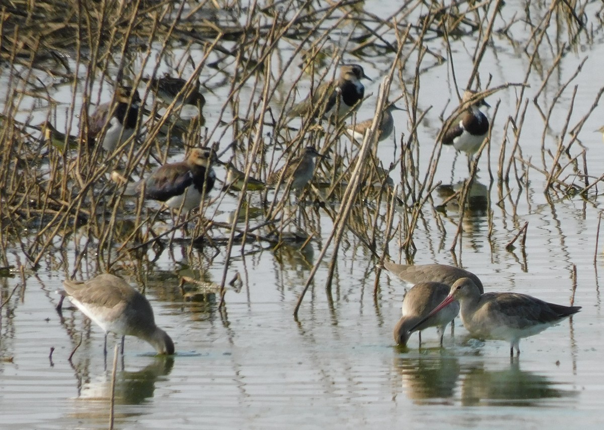 Black-tailed Godwit - ML622690984