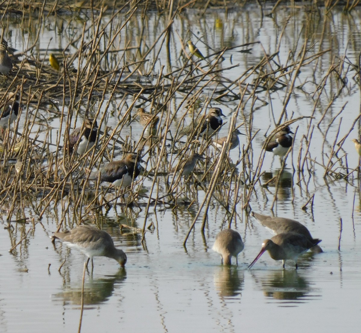 Black-tailed Godwit - ML622690985