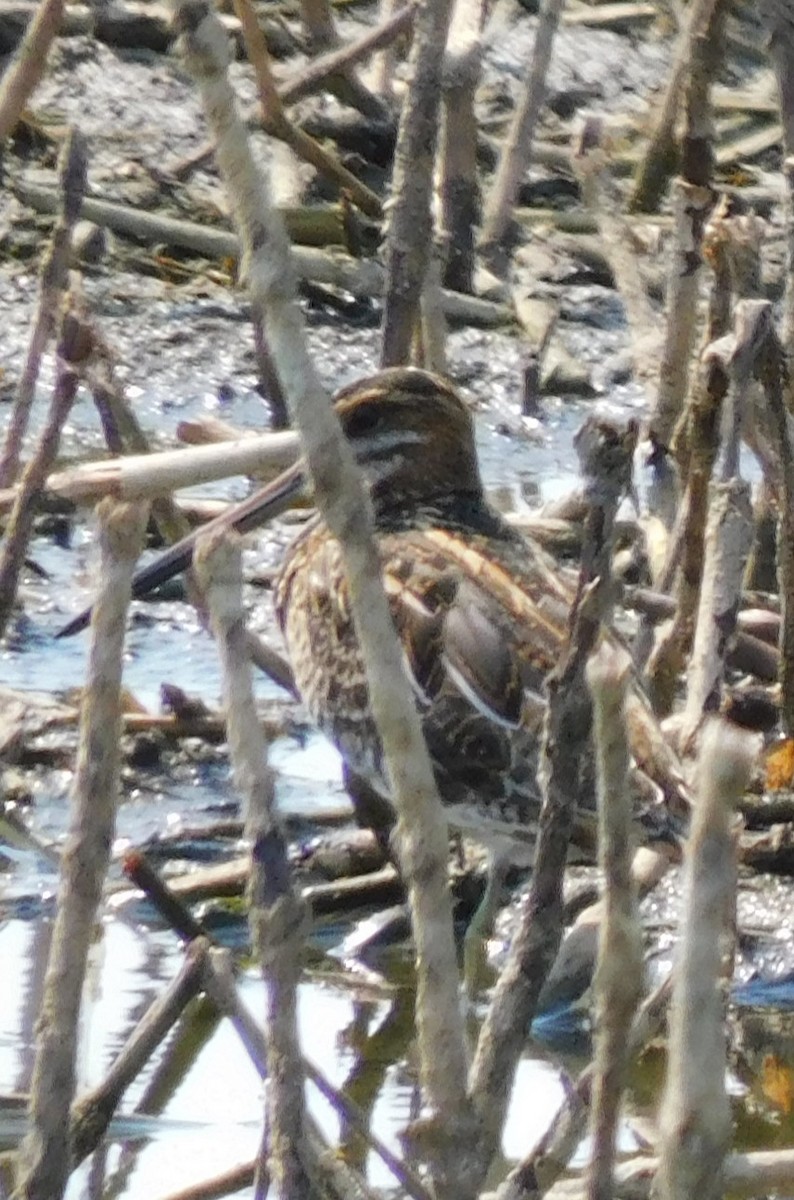 Common Snipe - ML622690997