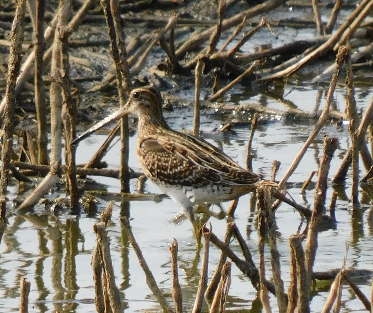 Common Snipe - ML622691000