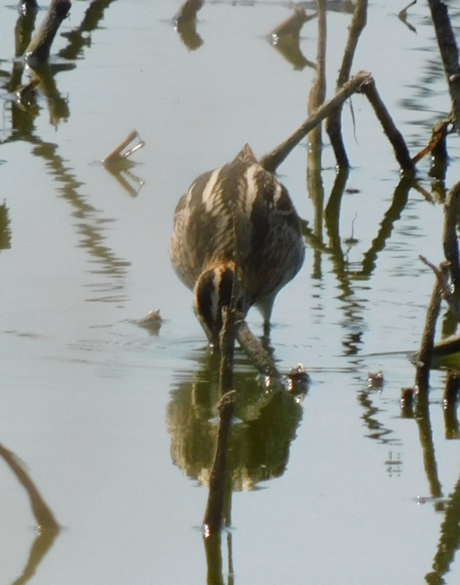 Common Snipe - ML622691001