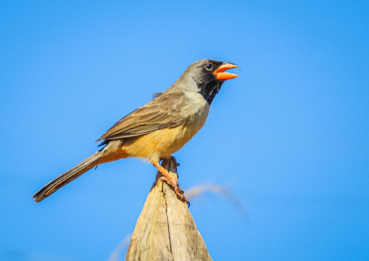 Black-throated Saltator - ML622691002