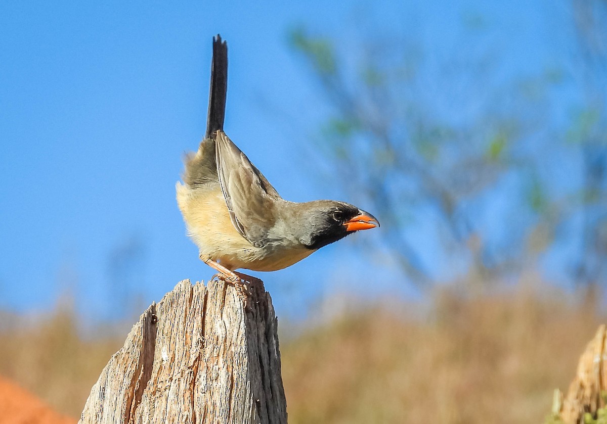 Black-throated Saltator - ML622691003