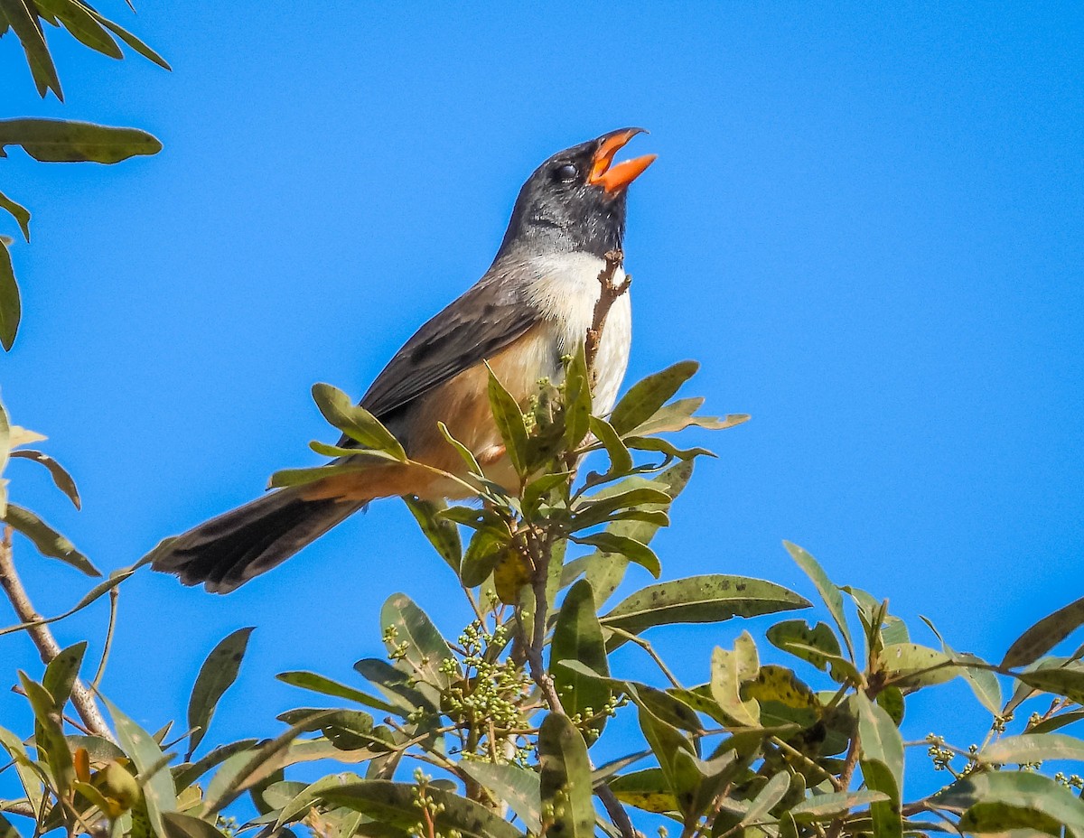 Black-throated Saltator - ML622691004