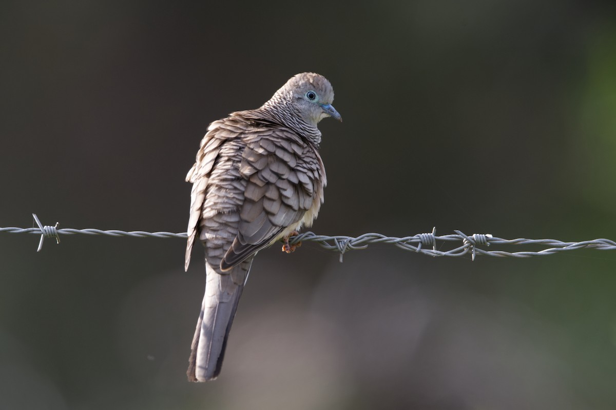 Peaceful Dove - ML622691043