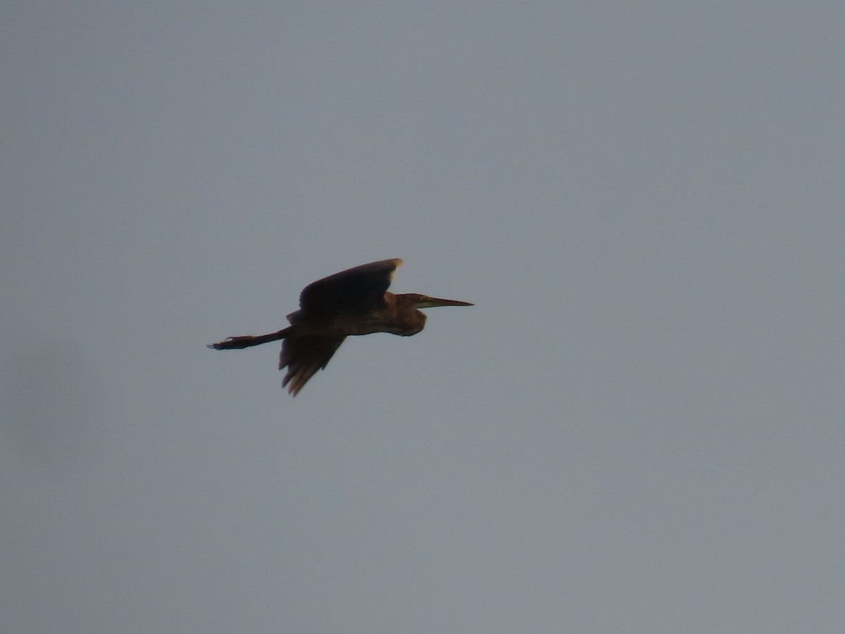 Purple Heron - ML622691051