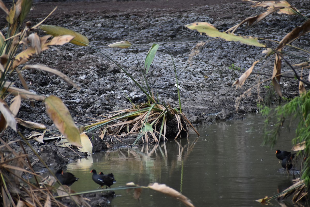 Common Gallinule - ML622691123