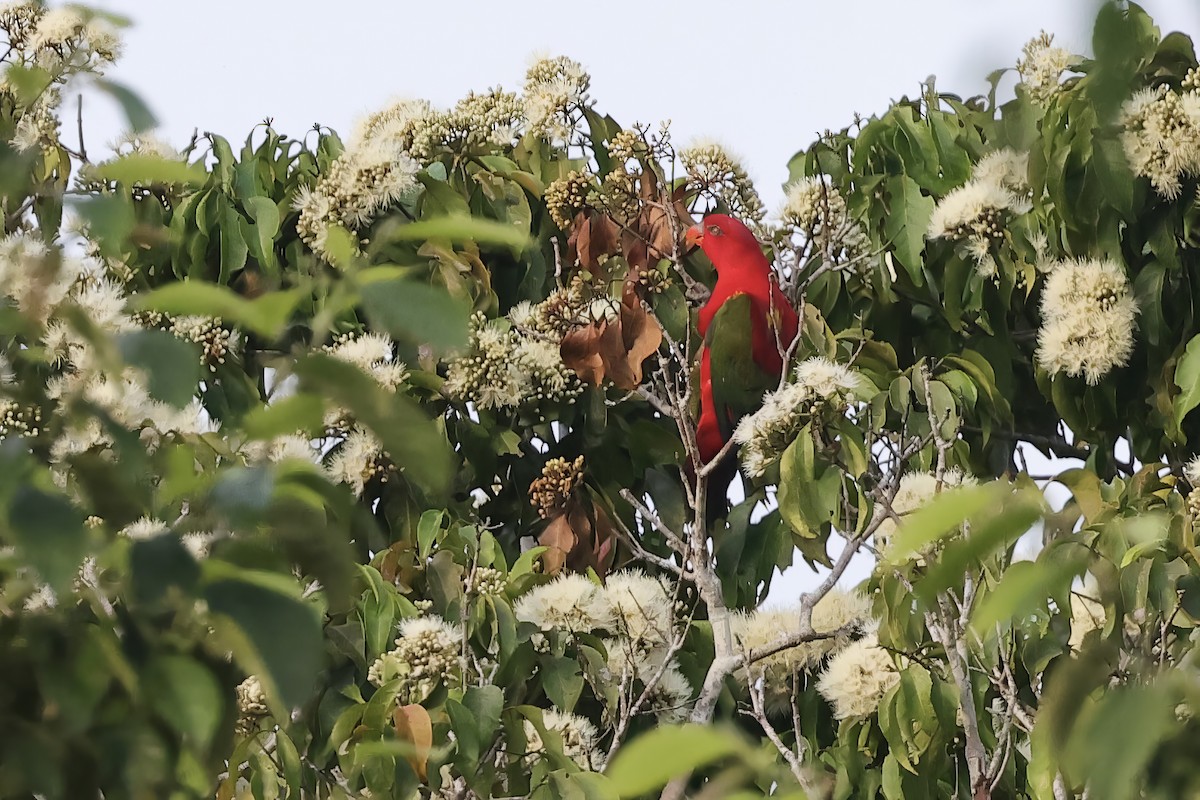 Chattering Lory - ML622691127