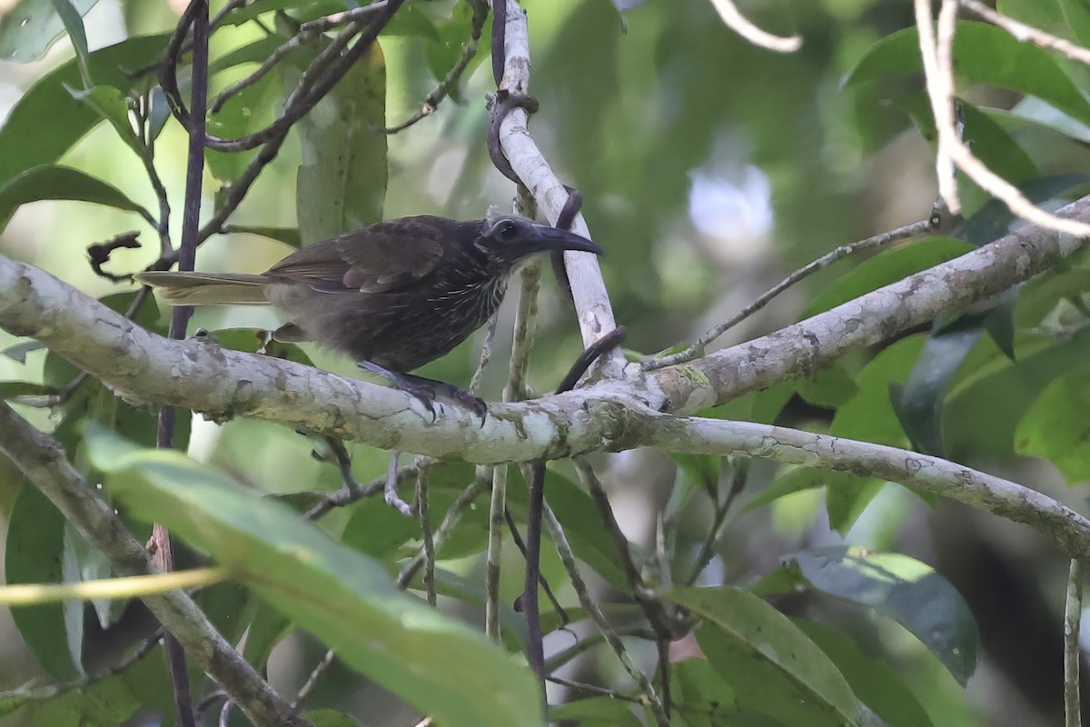 White-streaked Friarbird - ML622691138