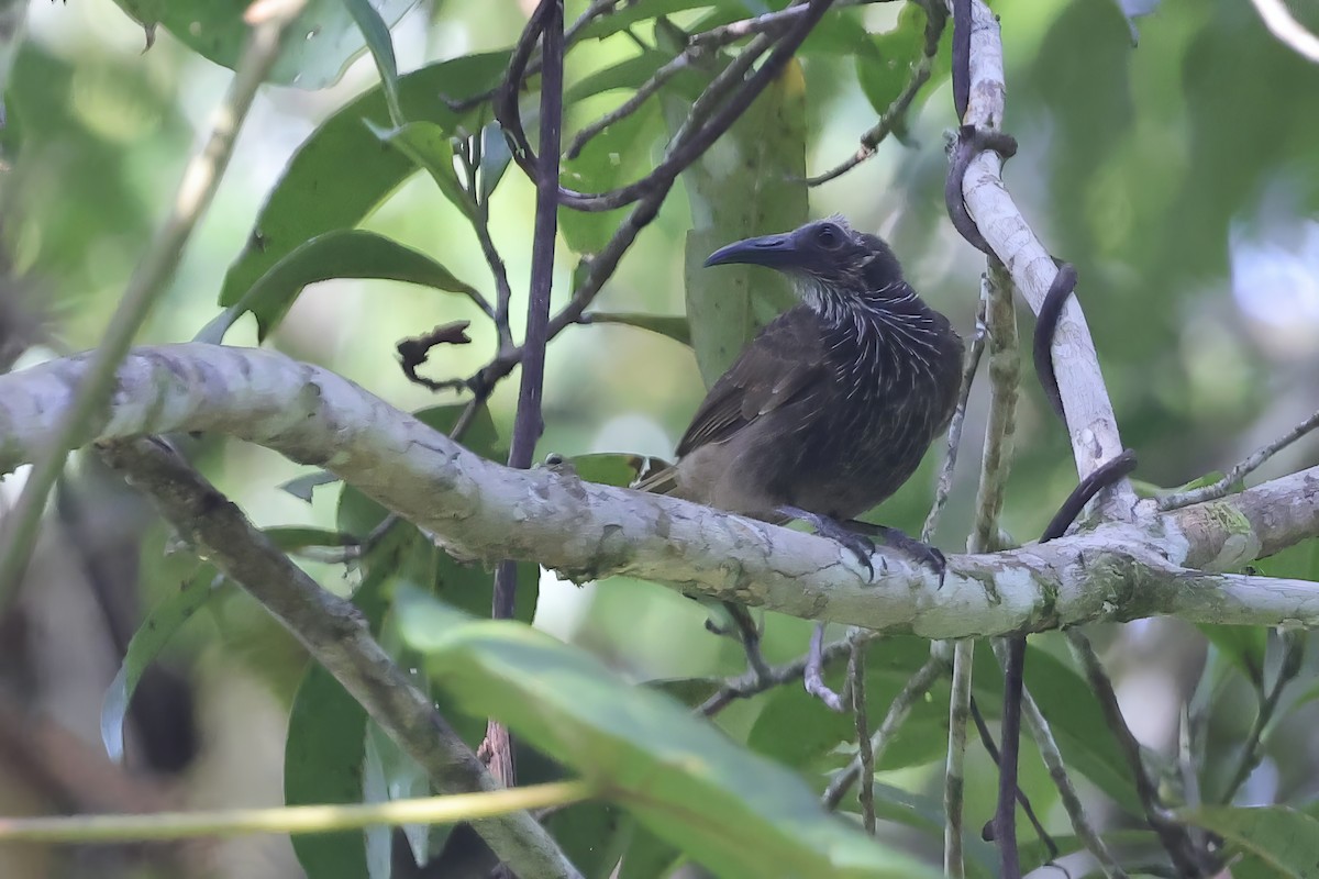 White-streaked Friarbird - ML622691139