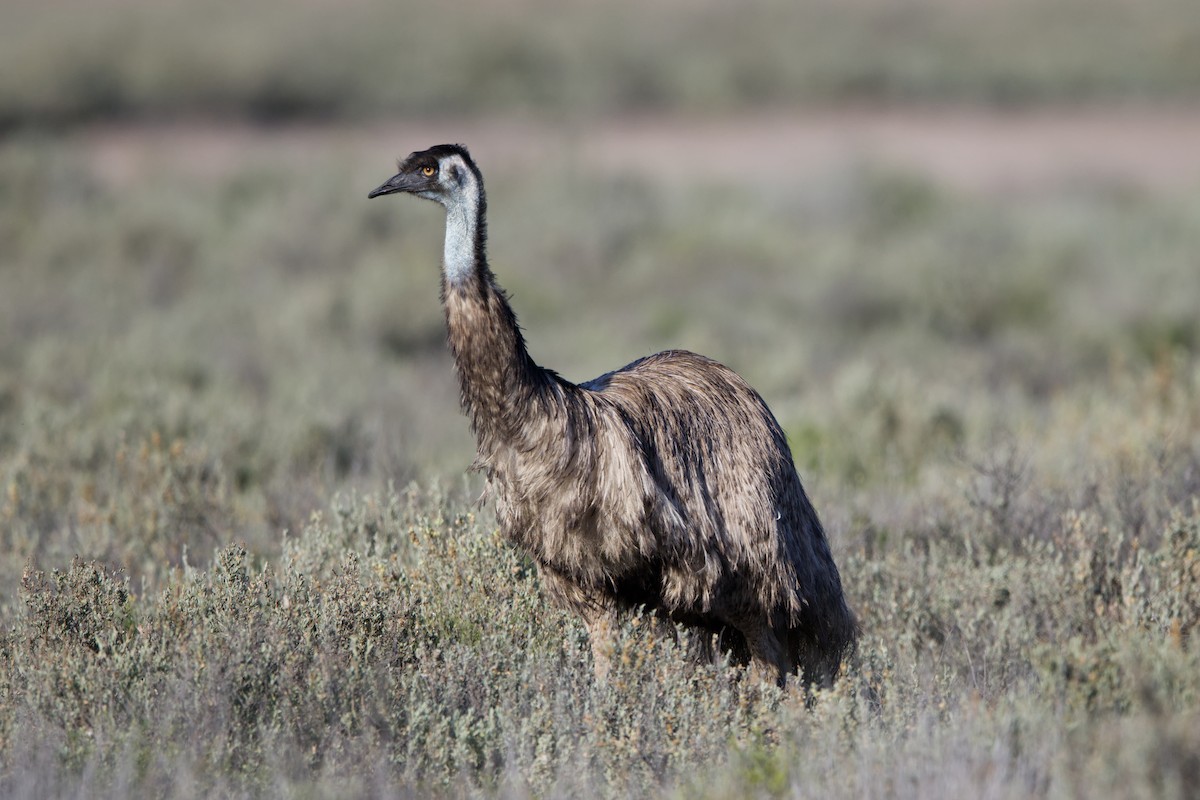 Emu - ML622691147