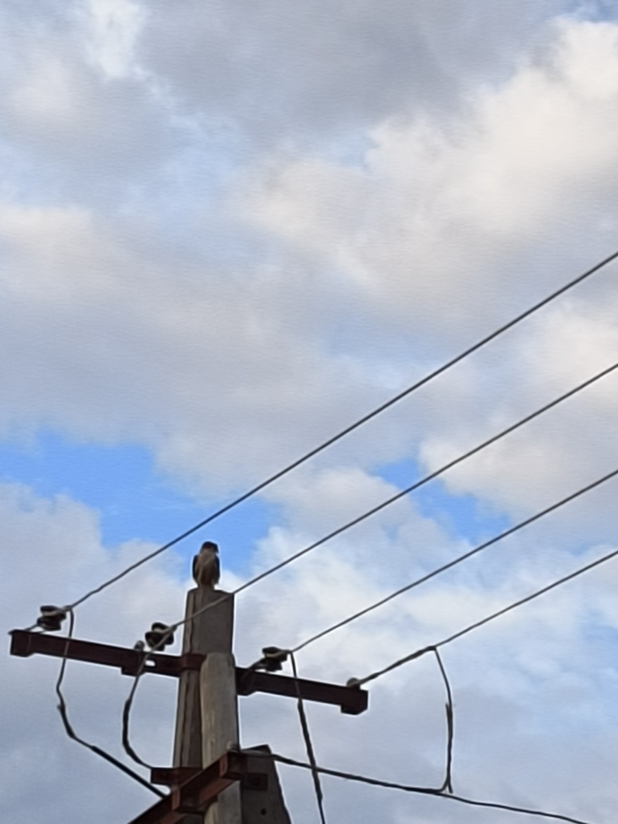 dřemlík rudohlavý - ML622691183