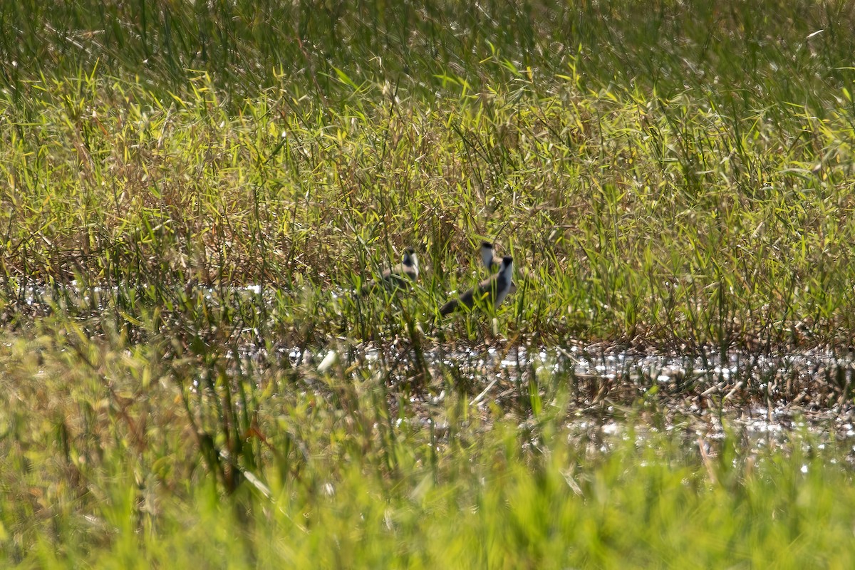 Masked Lapwing (Masked) - Anonymous