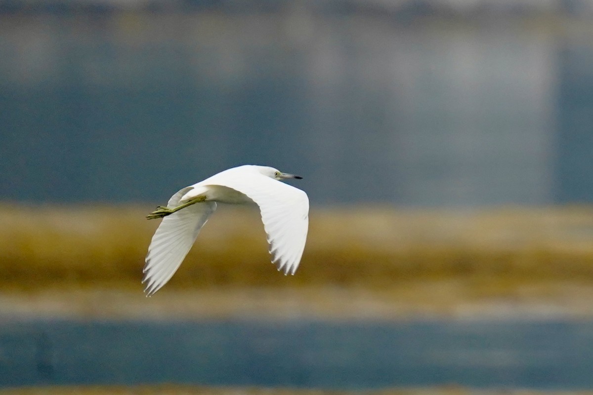 Little Blue Heron - ML622691254