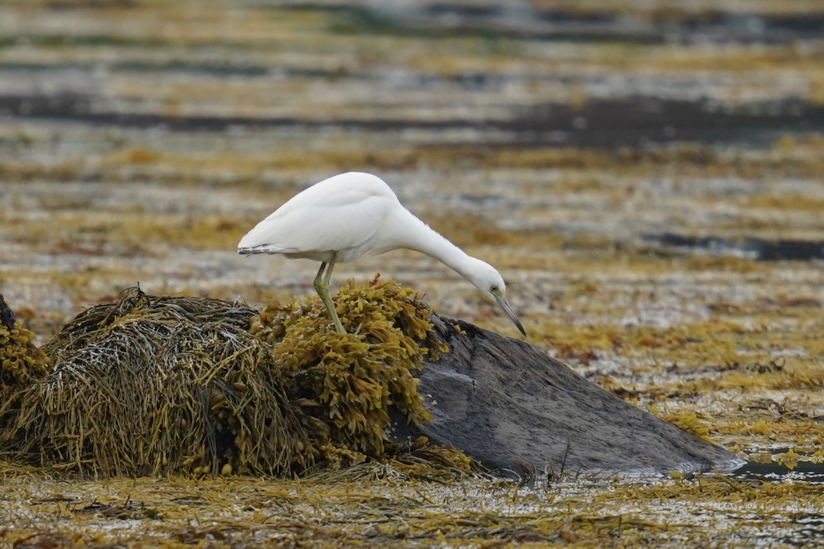 Little Blue Heron - ML622691255