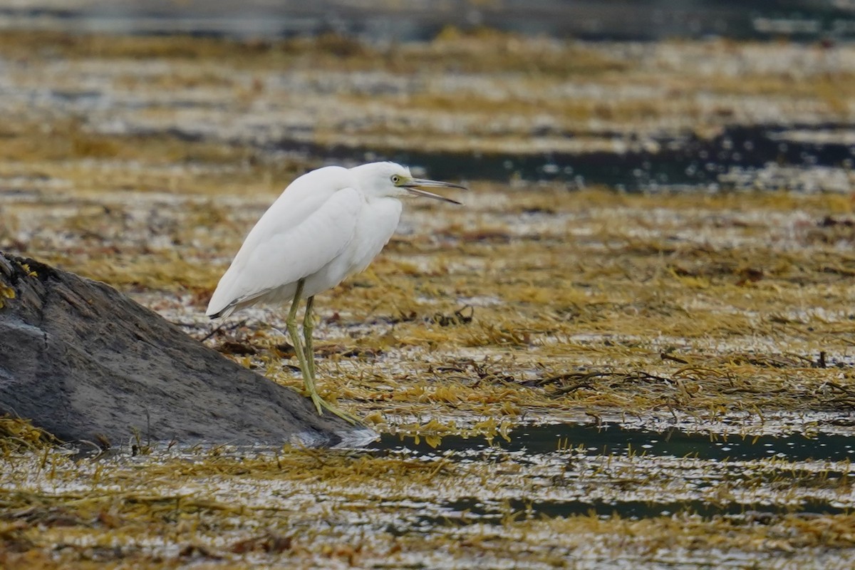 Little Blue Heron - ML622691256