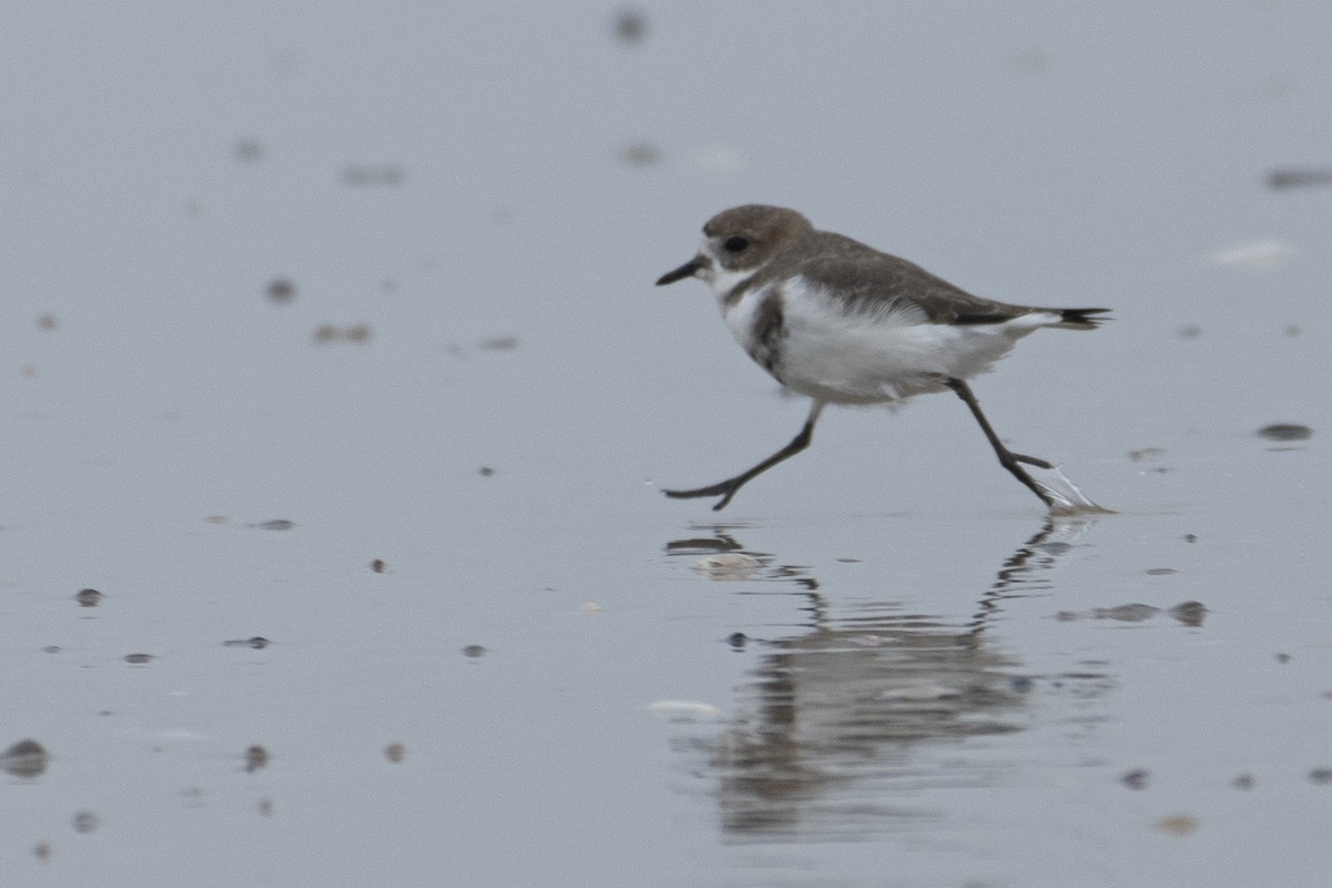 Two-banded Plover - ML622691258