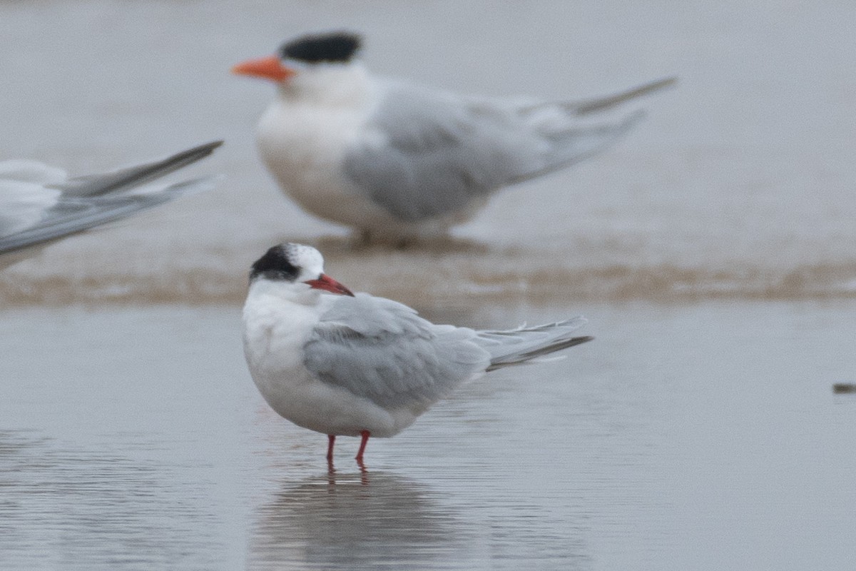 South American Tern - ML622691259