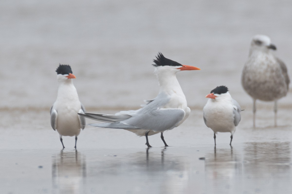 Royal Tern - ML622691265