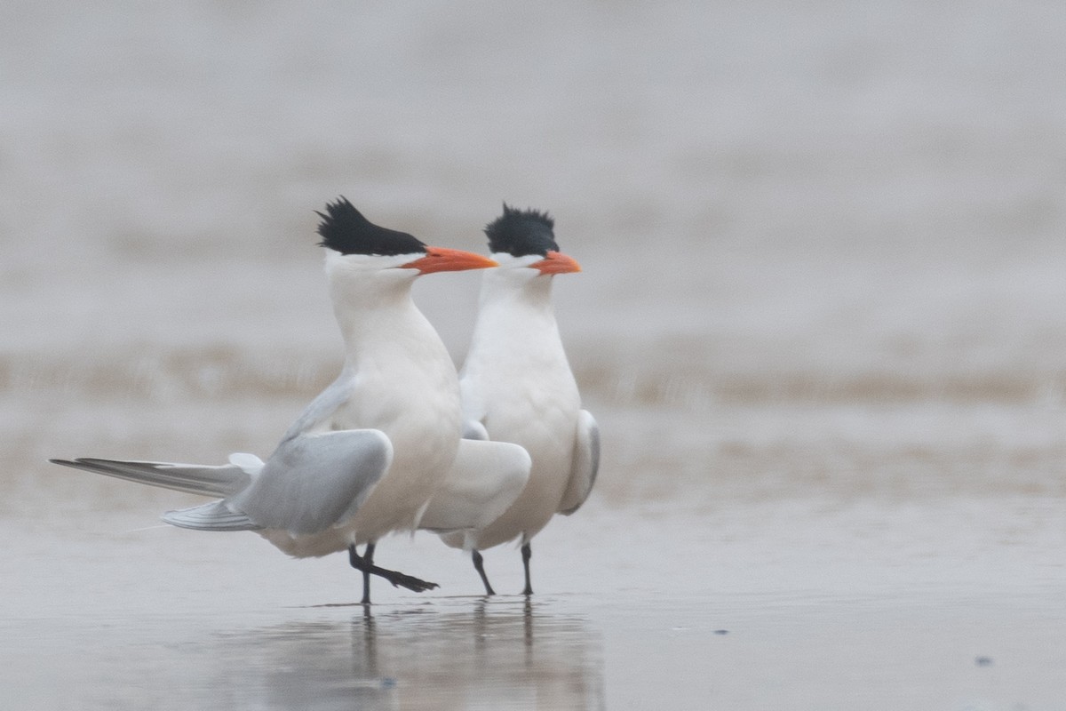 Royal Tern - ML622691266