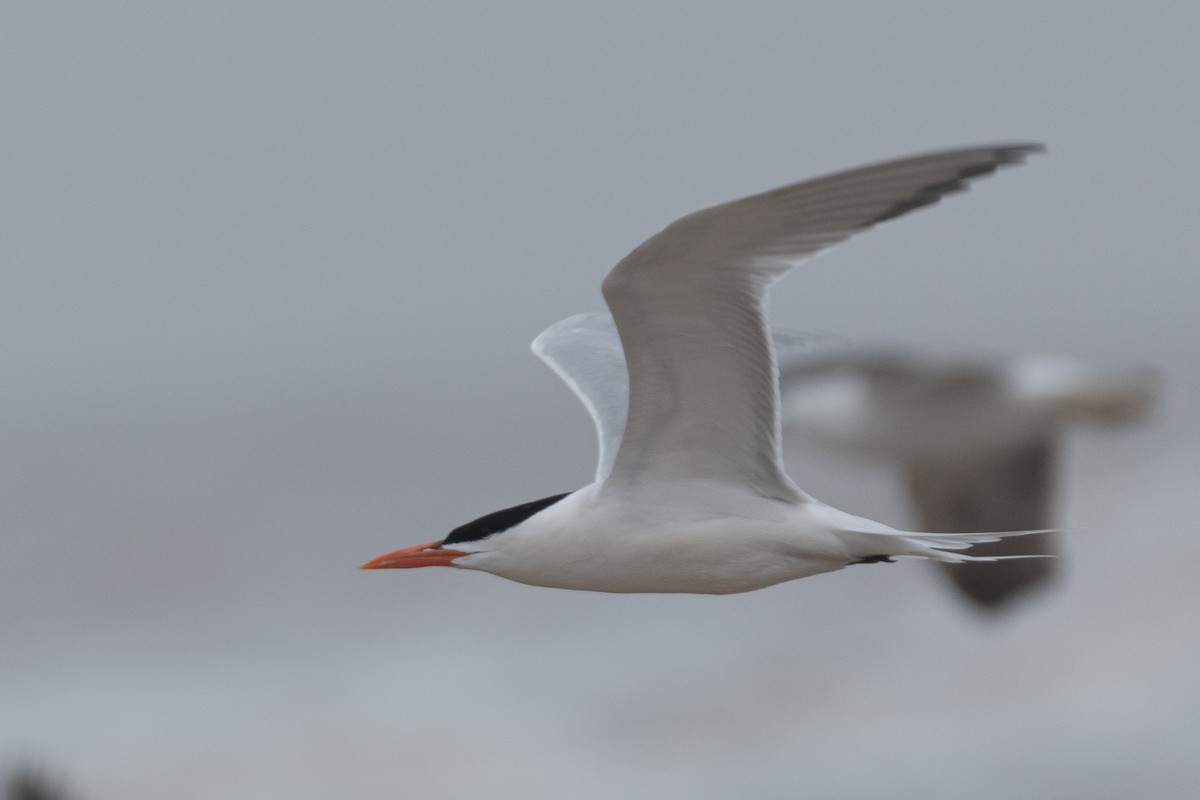 Royal Tern - ML622691267