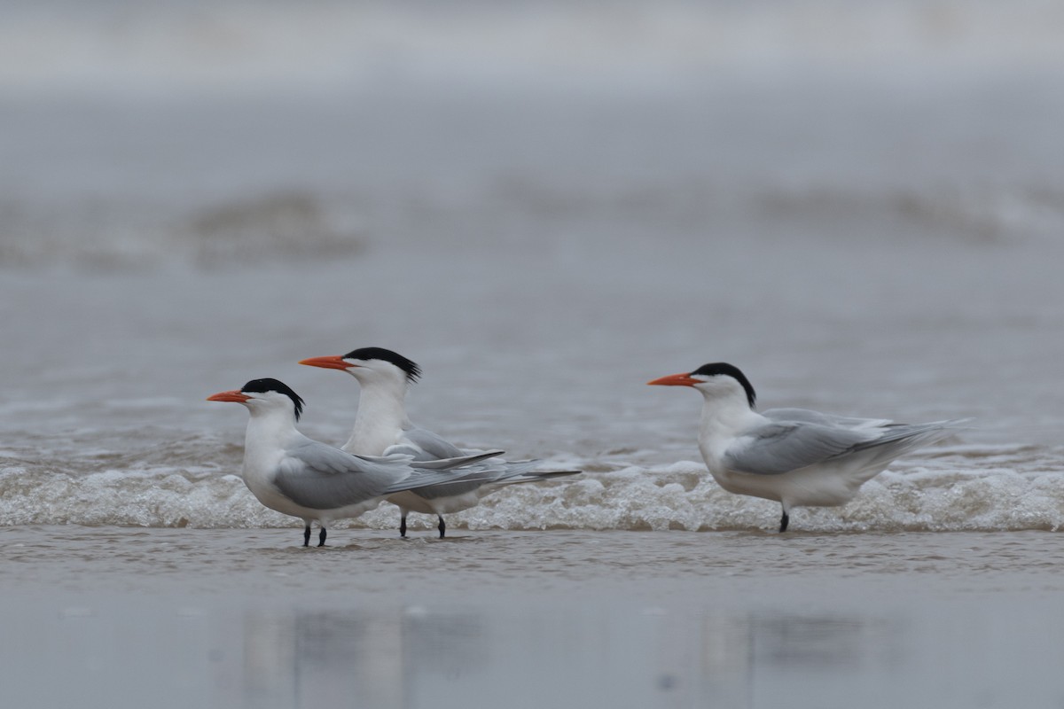 Royal Tern - ML622691268