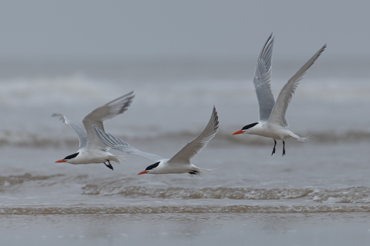 Royal Tern - ML622691269