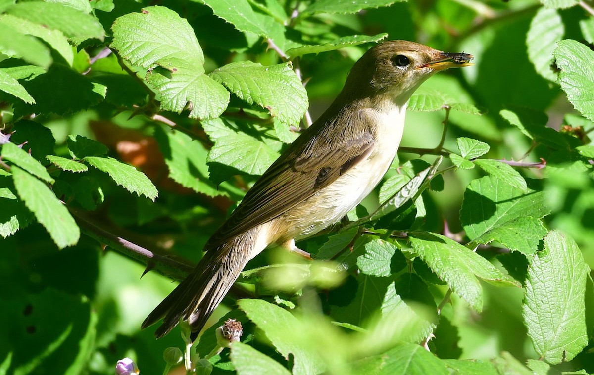 Marsh Warbler - ML622691291