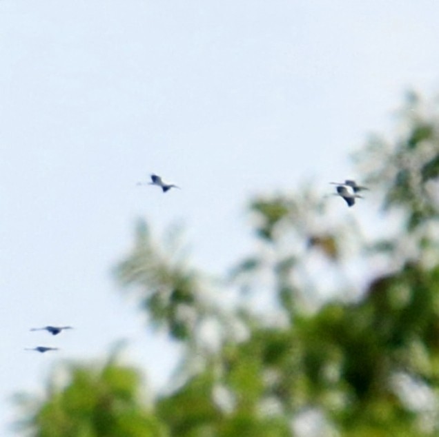 Wood Stork - ML622691345