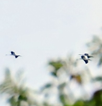 Wood Stork - ML622691346