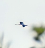 Wood Stork - ML622691347