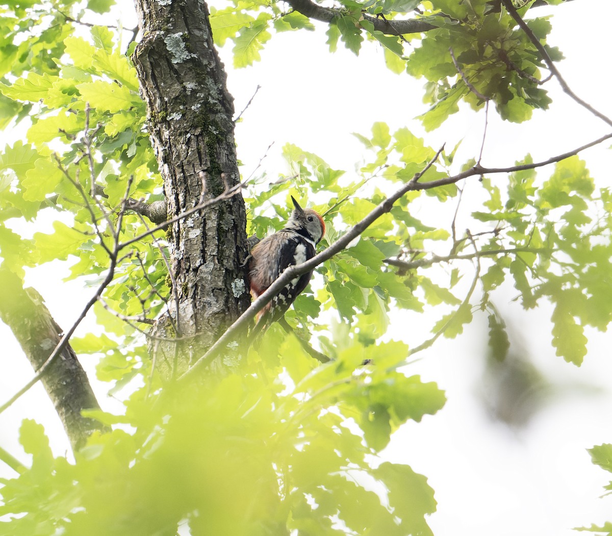 Middle Spotted Woodpecker - David Darrell-Lambert