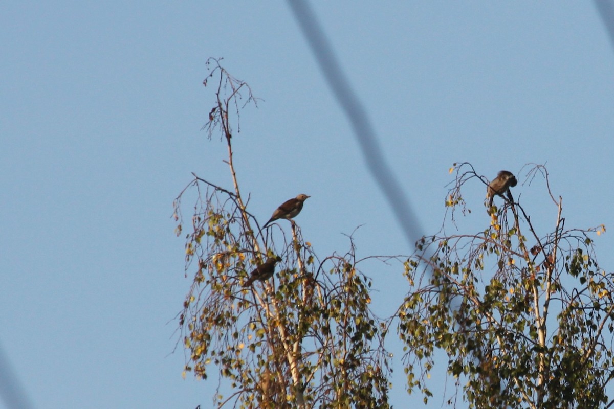 Fieldfare - Vladislav Kurakhtenkov