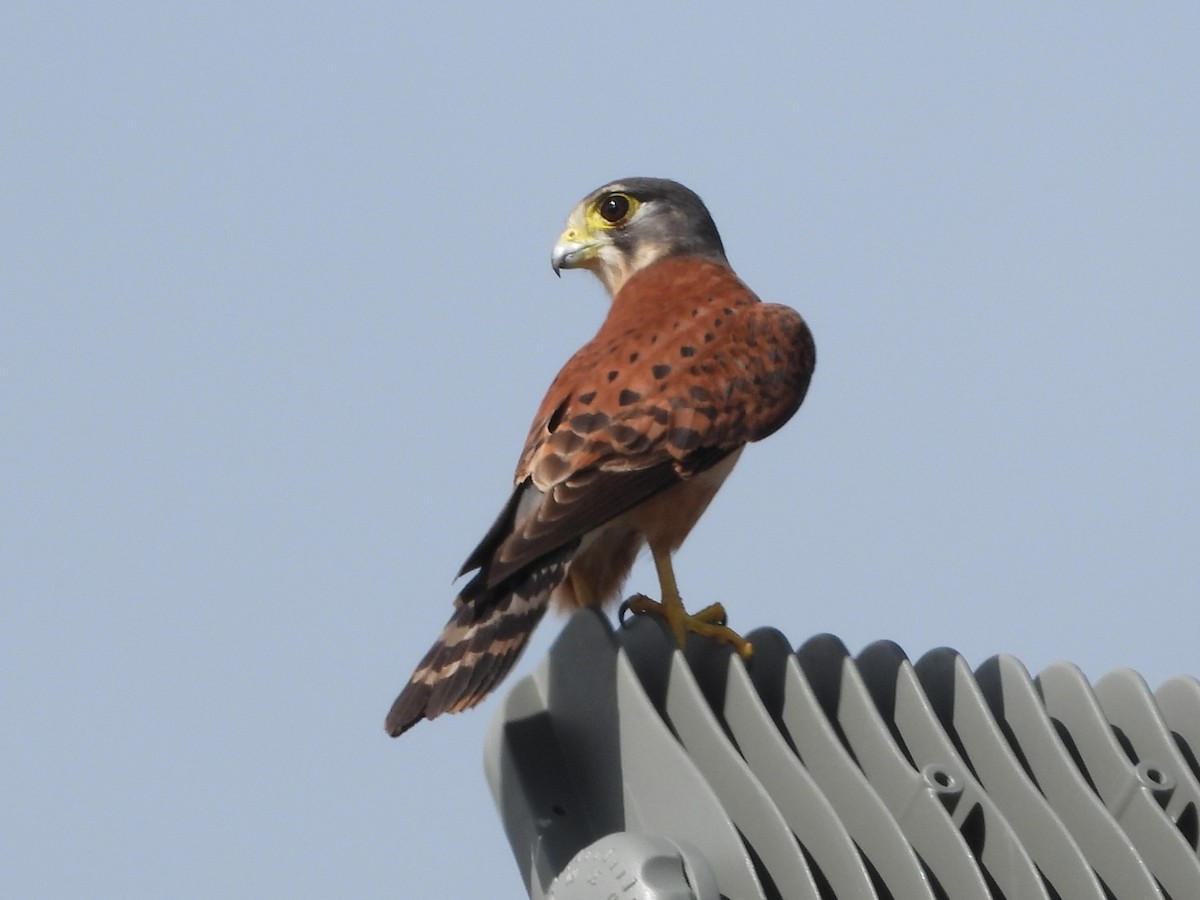 Seychelles Kestrel - ML622691506