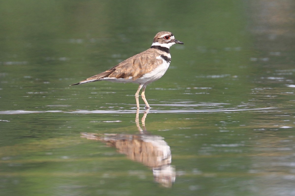 Killdeer - ML622691533