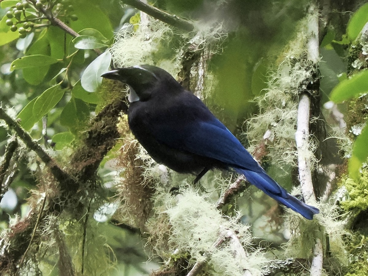 Silvery-throated Jay - Rishab Ghosh