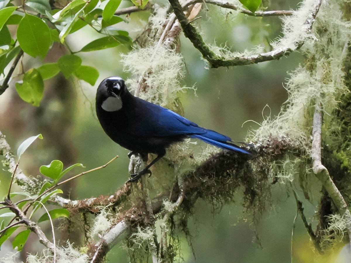 Silvery-throated Jay - ML622691718