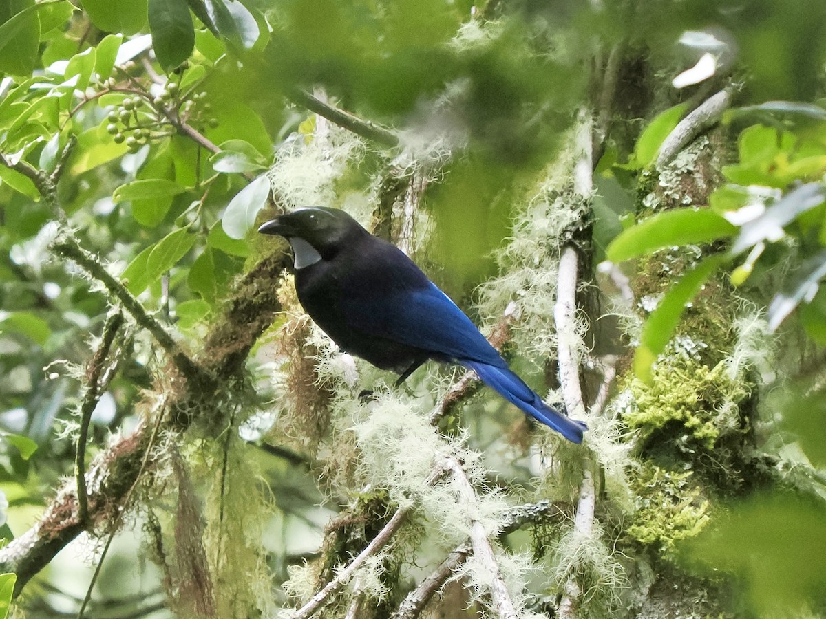 Silvery-throated Jay - ML622691719