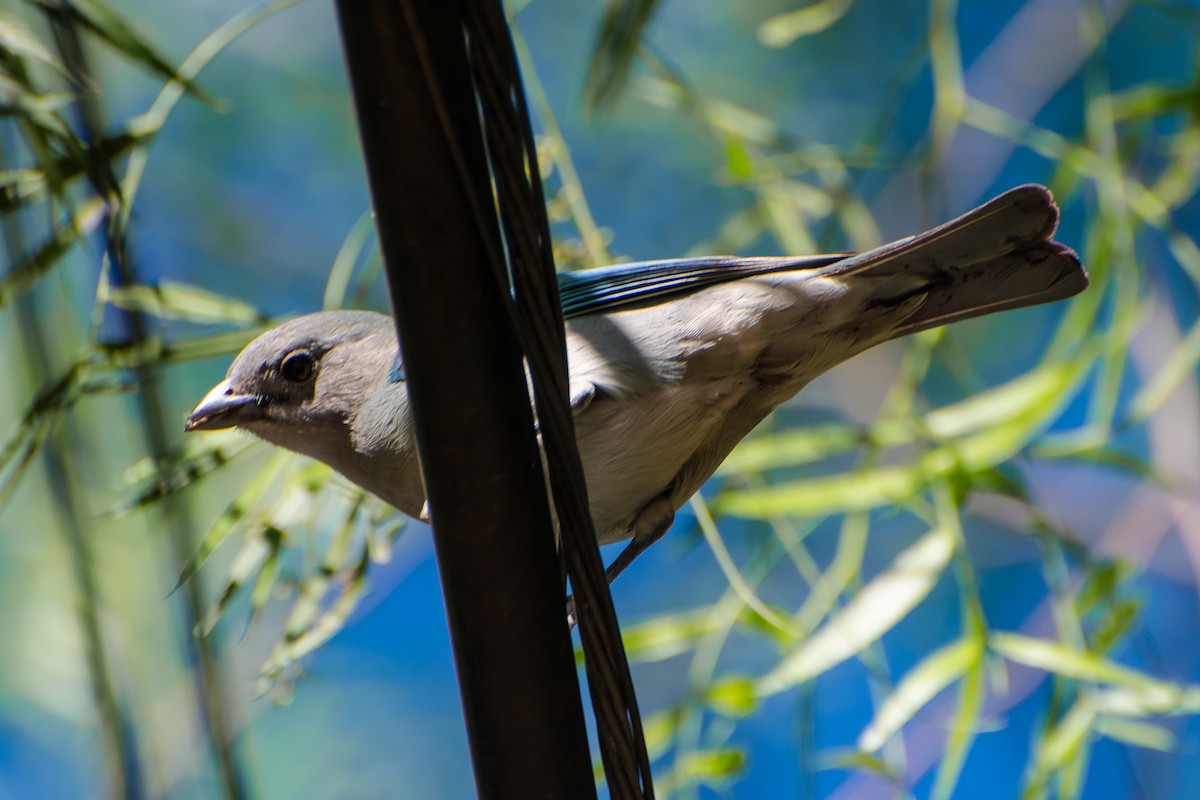 Sayaca Tanager - ML622691809