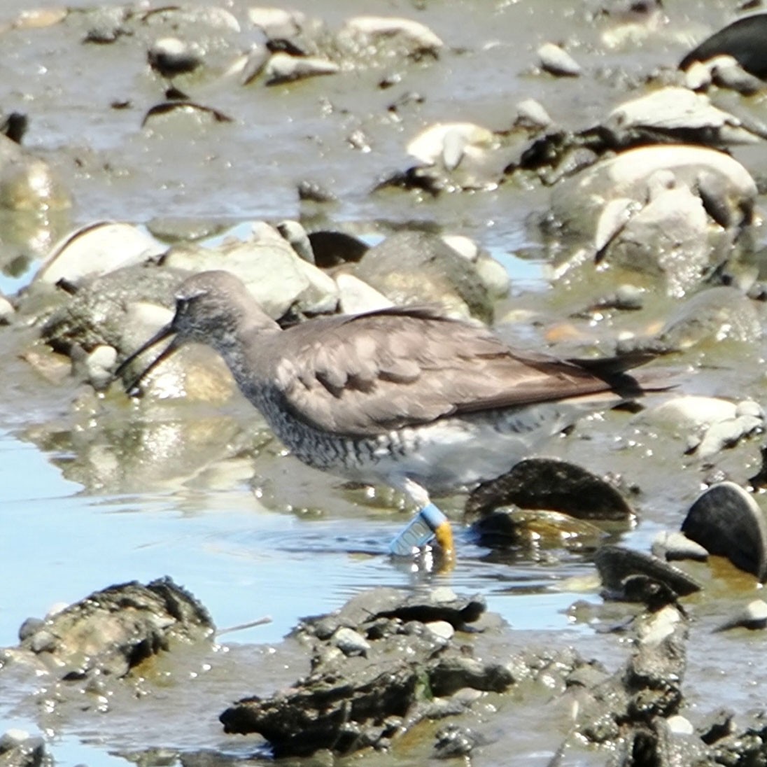 Gray-tailed Tattler - ML622691810