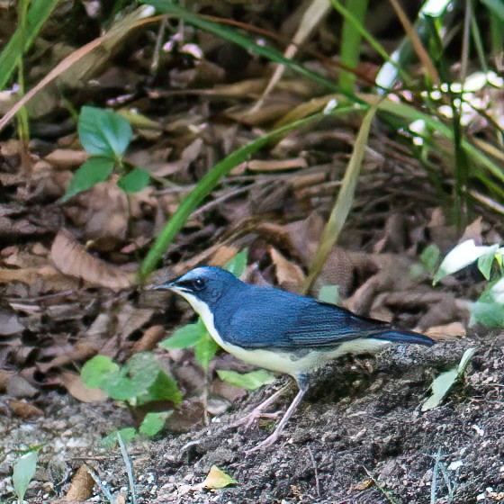 藍歌鴝 - ML622691967