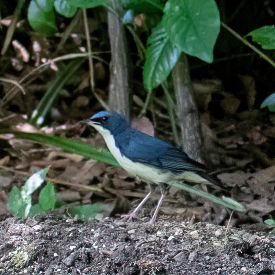 藍歌鴝 - ML622691968