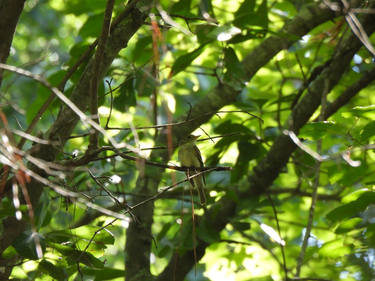 Acadian Flycatcher - ML622691973