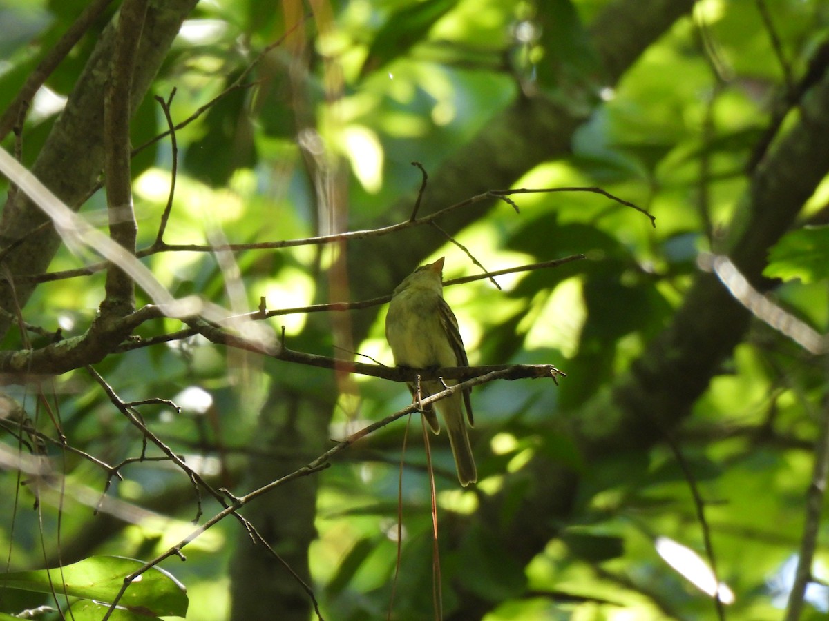 Acadian Flycatcher - Cathy Mathias