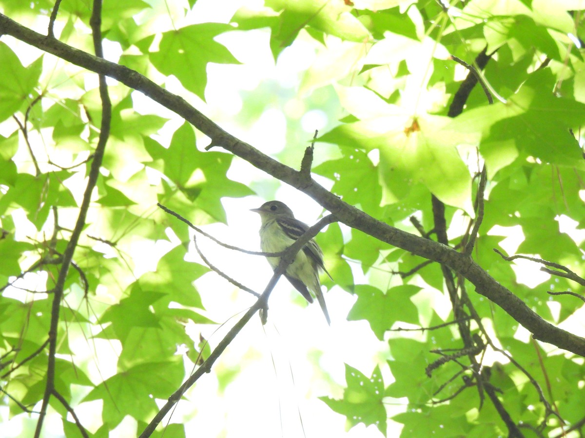 Acadian Flycatcher - ML622691975