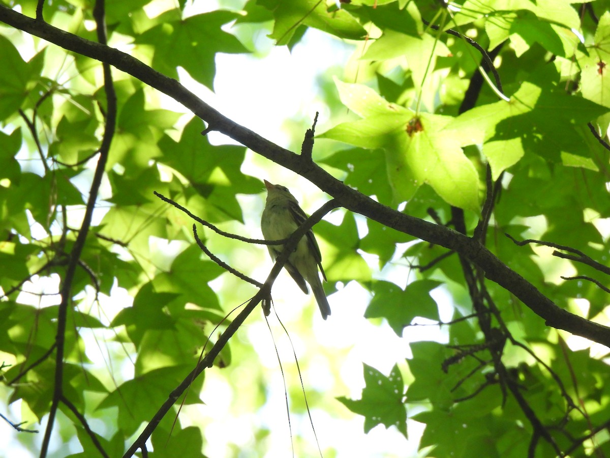 Acadian Flycatcher - ML622691976