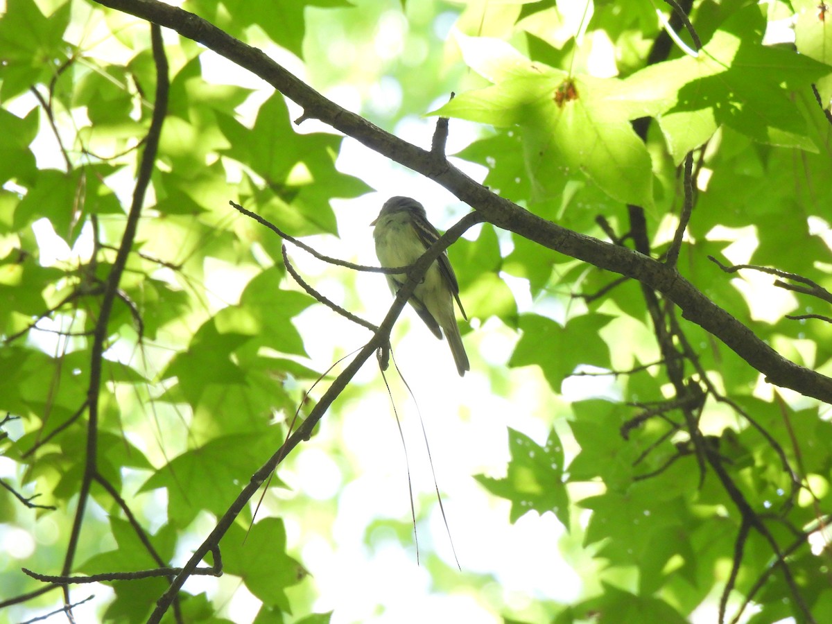 Acadian Flycatcher - ML622691977