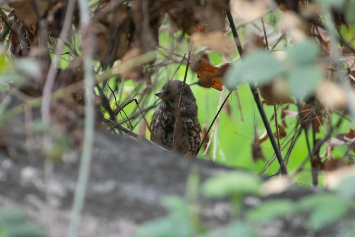 Fox Sparrow - ML622692063